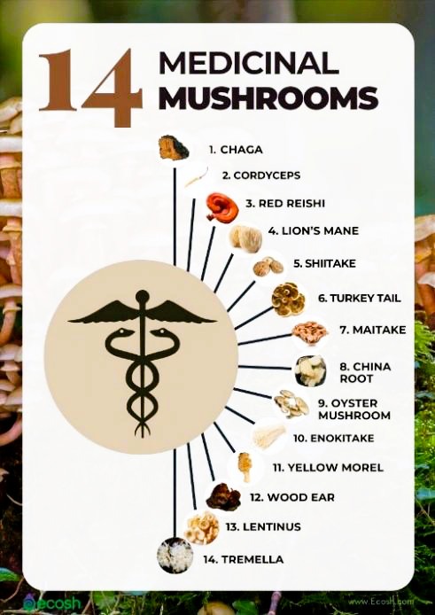 P E medicinal mushrooms