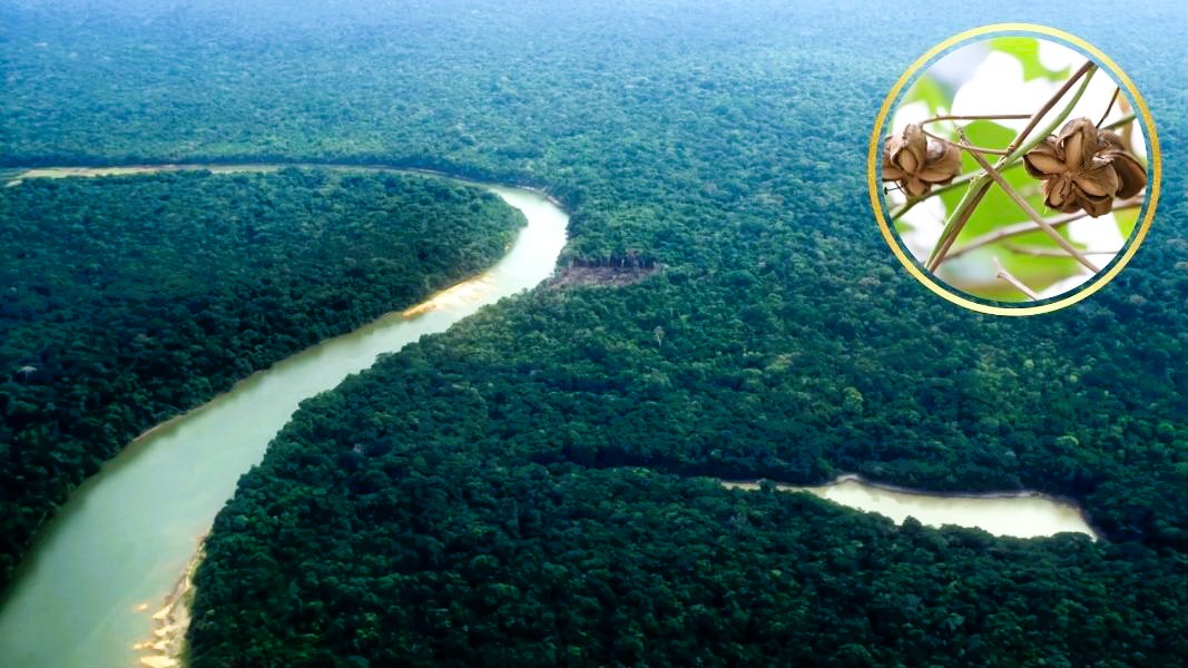 Amazon jungle