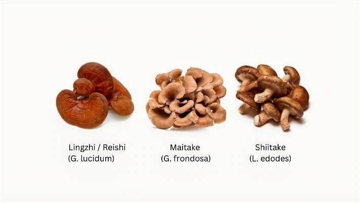USE THIS E mushrooms x 3