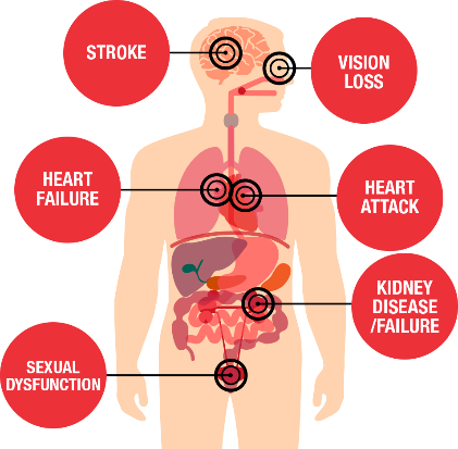 red circles anatomy