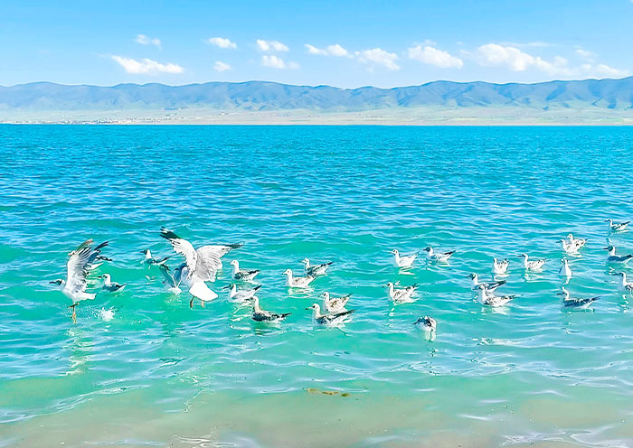 Qinghai Lake