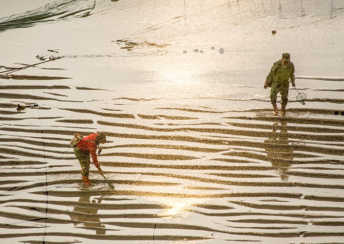Tiger-skin patterned mudflats in Beiqi, Xiapu, Fujian