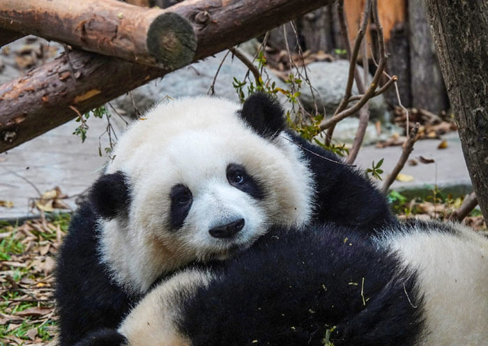 Hua Hua, the Chinese giant panda star