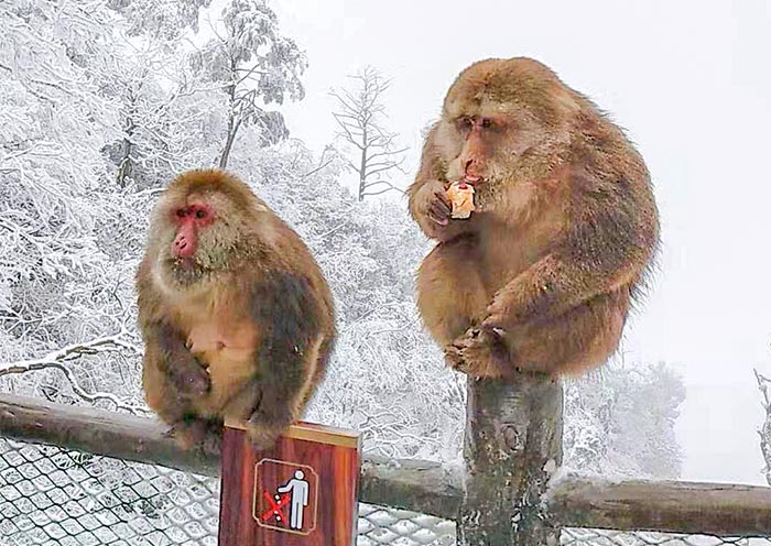 Cute monkeys on Mount Emei