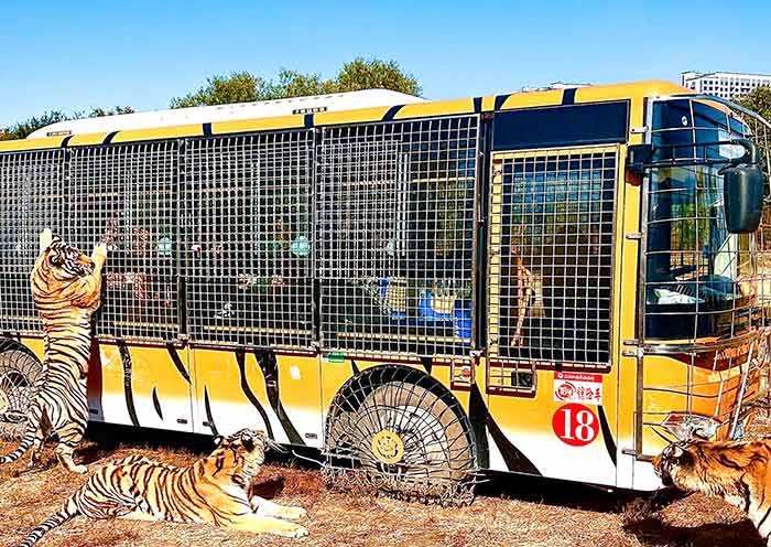 Harbin Siberian Tiger Park