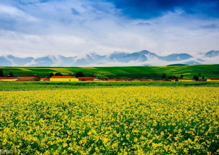 门源油菜花海