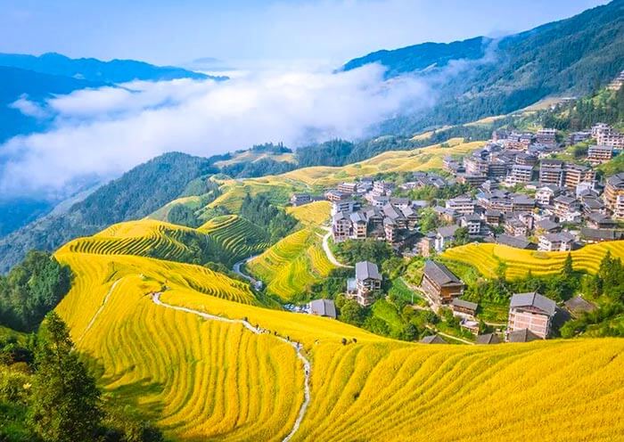 Golden Longji Rice Terraces