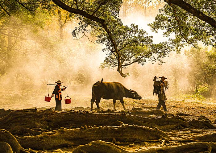 Scenes of "Farmer Leading Ox" and "She Women Carrying Water" in Yangjiaxi Banyan and Maple Park