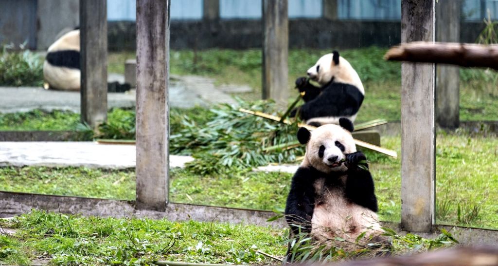 Chongqing Zoo One-Day Trip Guide (Tickets + Itinerary) - Chongqing Local Guide