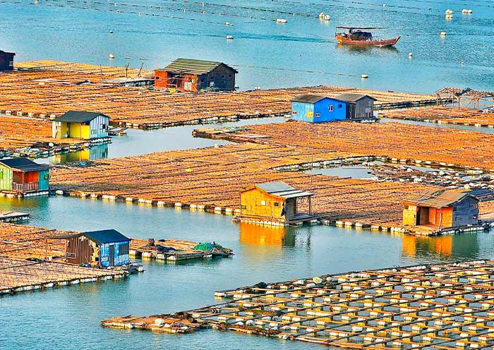 Dong'an Fish Rafts, Xiapu, Fujian