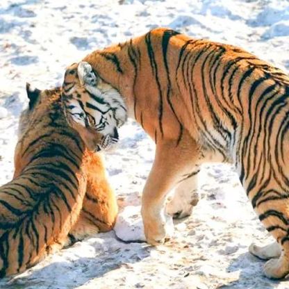 雪域狂欢 | 哈尔滨精华6日游