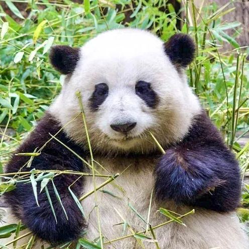 成都出发 | 成都+乐山大佛+峨眉山+熊猫基地经典4日游