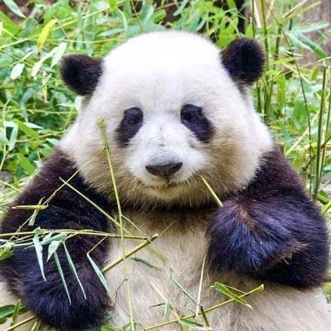 天府仙境游 | 成都熊猫基地+黄龙景区+九寨沟高铁5日游