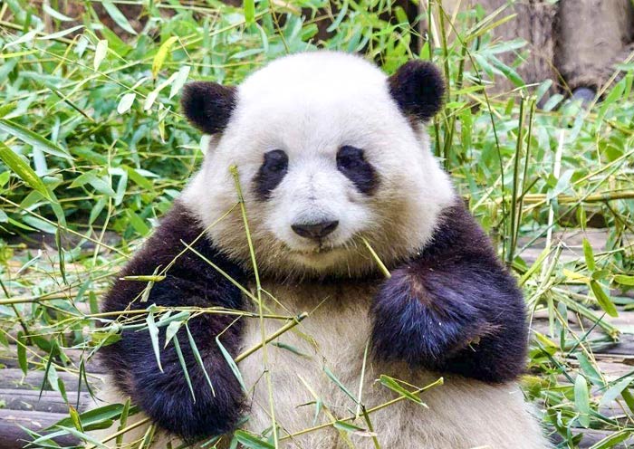 Hua Hua, the Chinese giant panda star