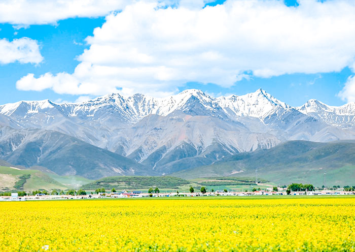Enchanting rapeseed flowers at Qinghai Lake