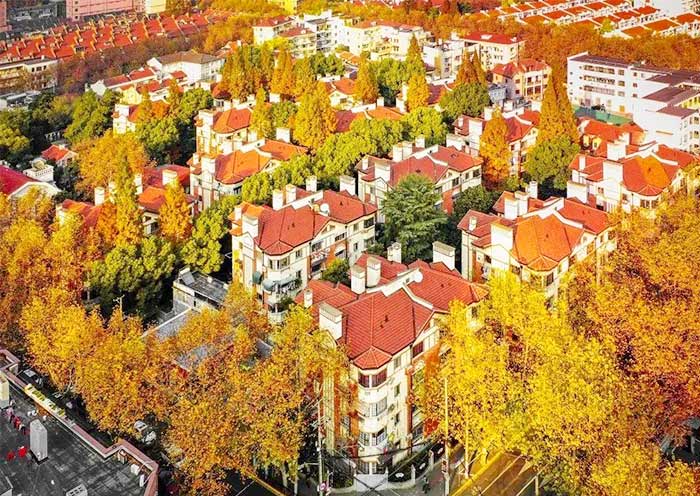 上海法租界迷人的金秋盛景