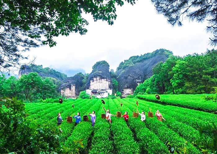 Wuyishan Tea Garden