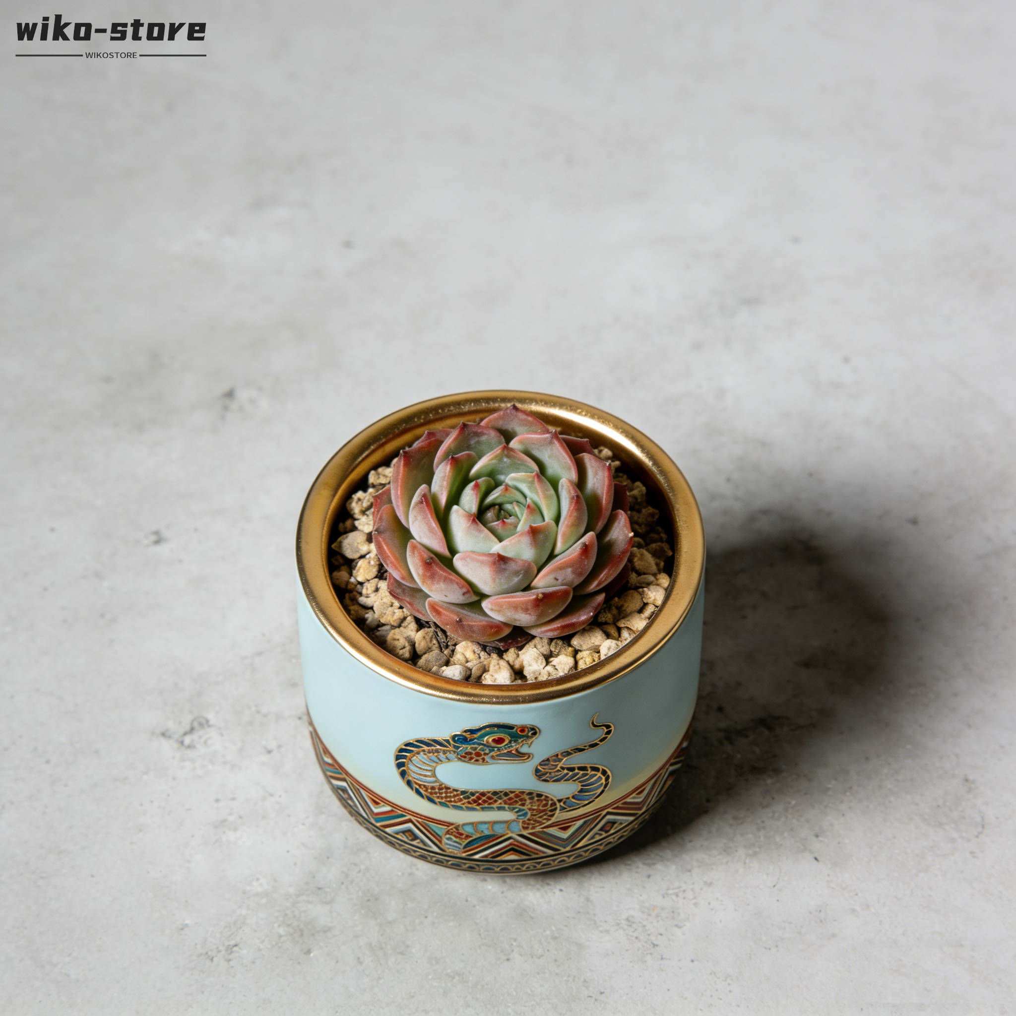 桌面多肉小型盆栽