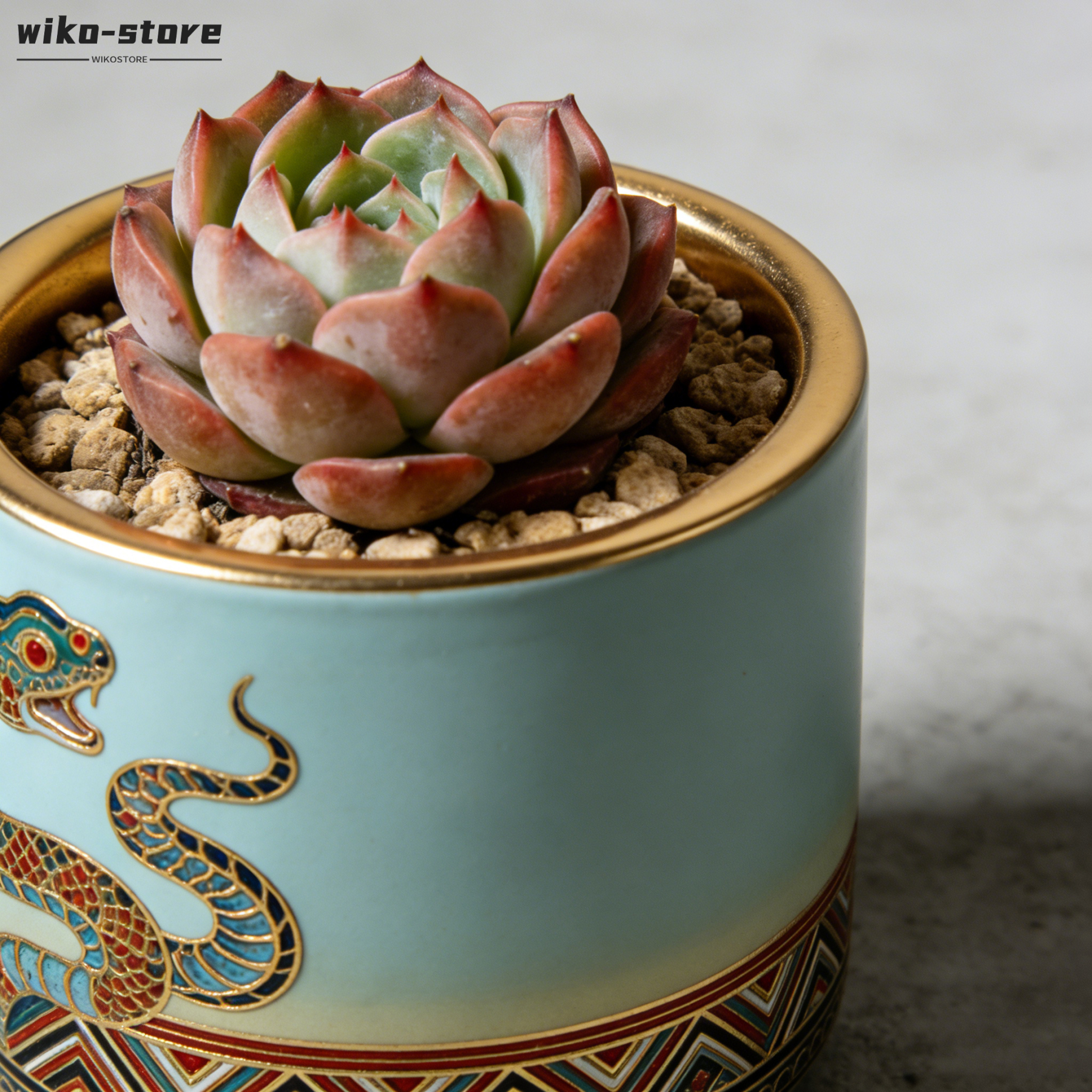 桌面多肉小型盆栽