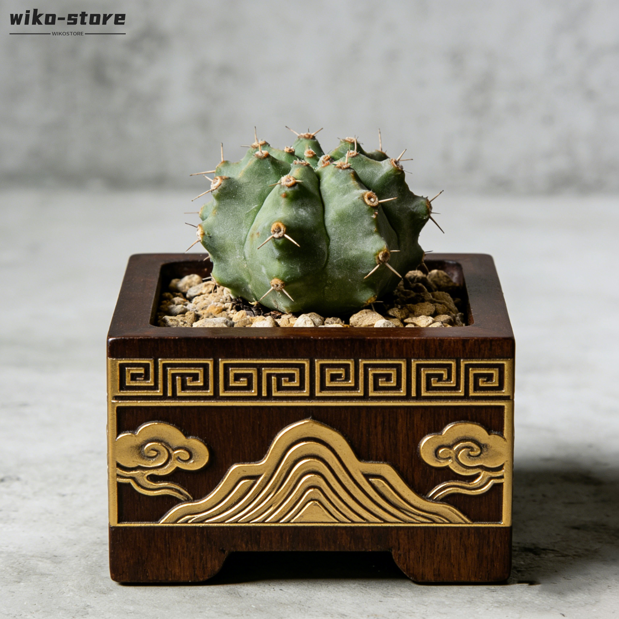 桌上型仙人掌小型盆栽