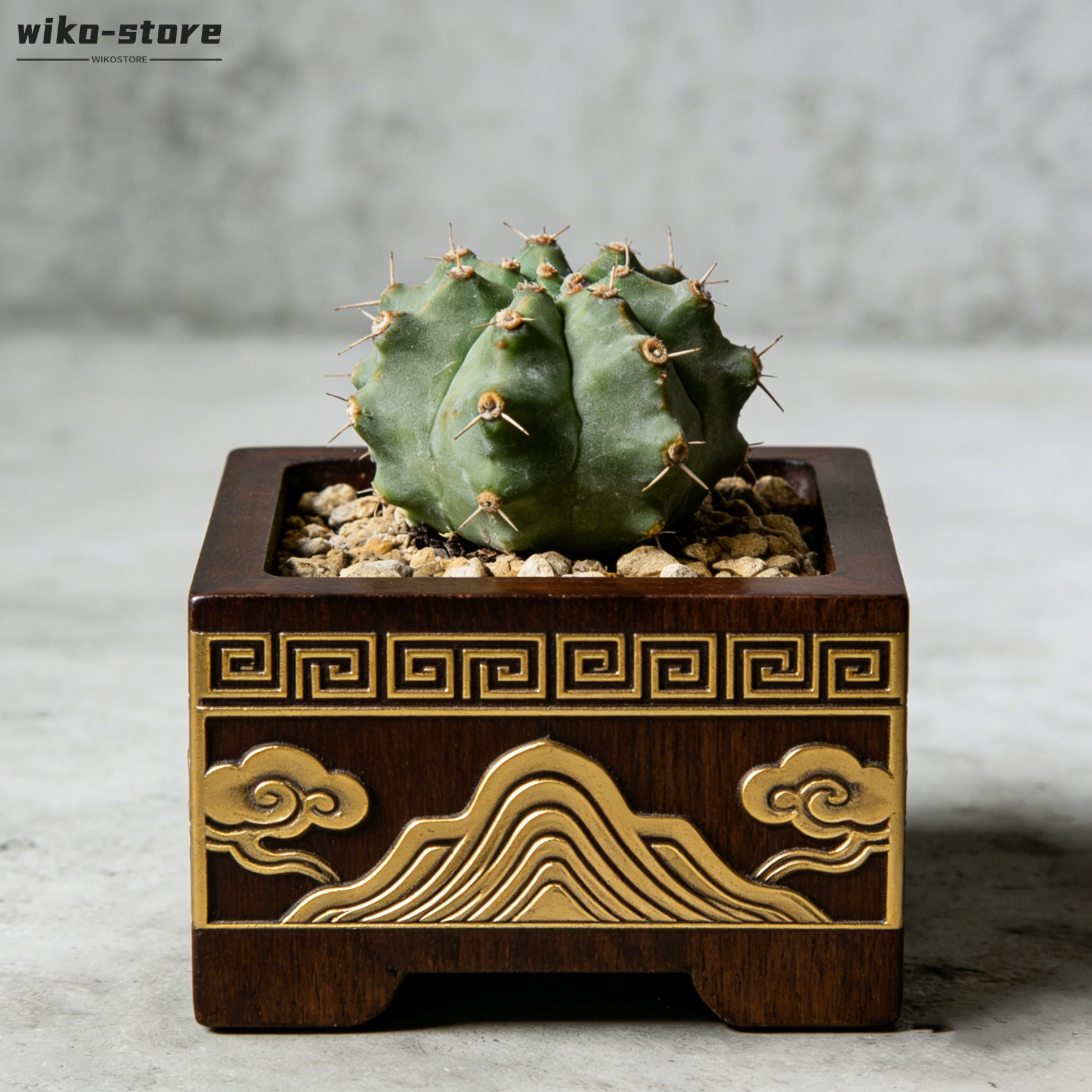 桌上型仙人掌小型盆栽