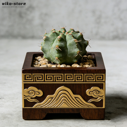 桌上型仙人掌小型盆栽