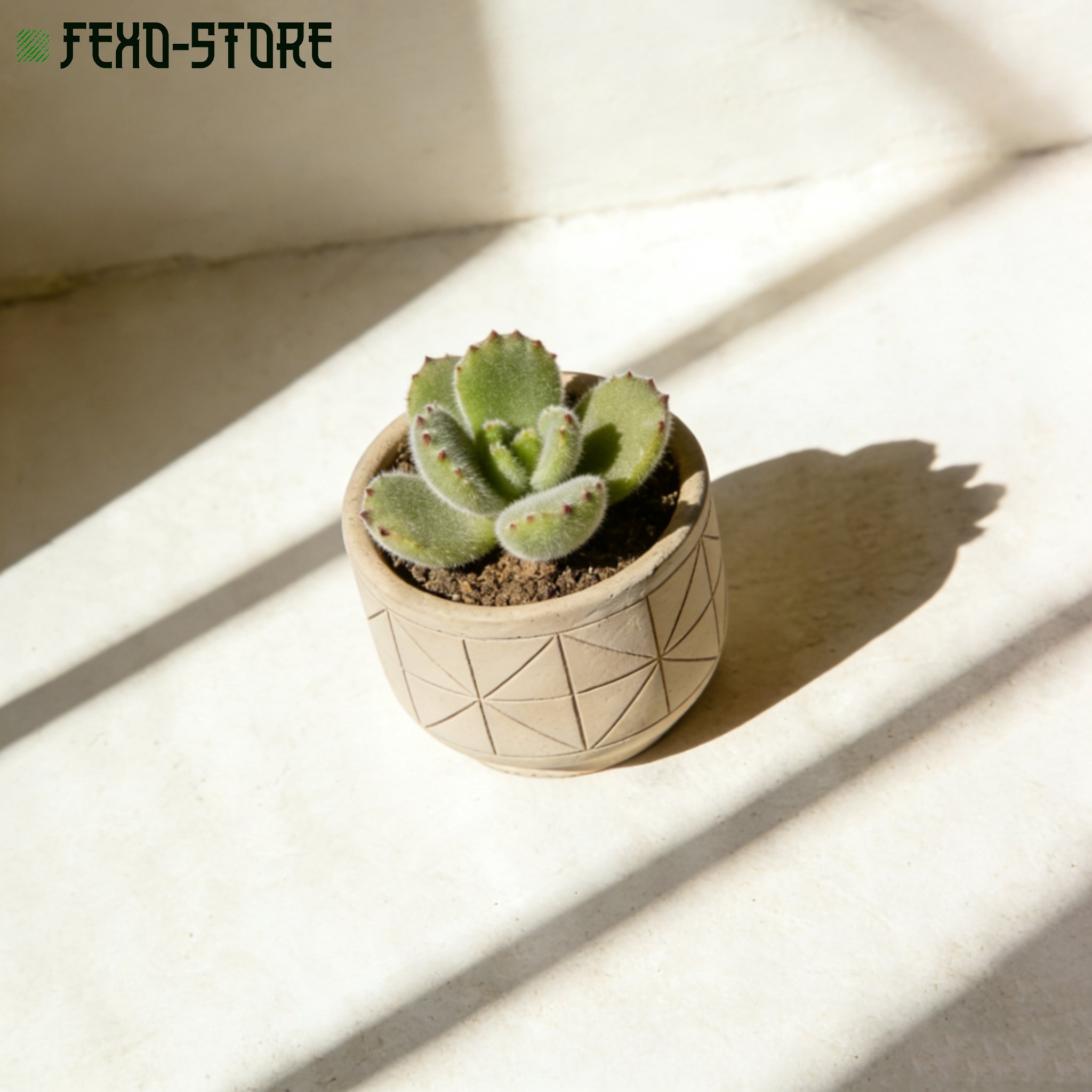 室內空間美化用桌面盆栽