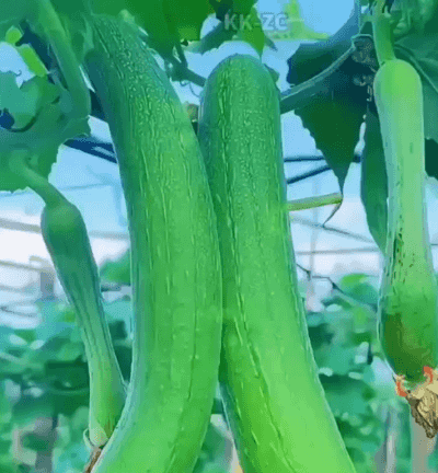 Honeycam 2026-06-26 15-01-42.gif