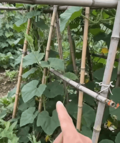 Honeycam 2026-06-26 15-02-48.gif