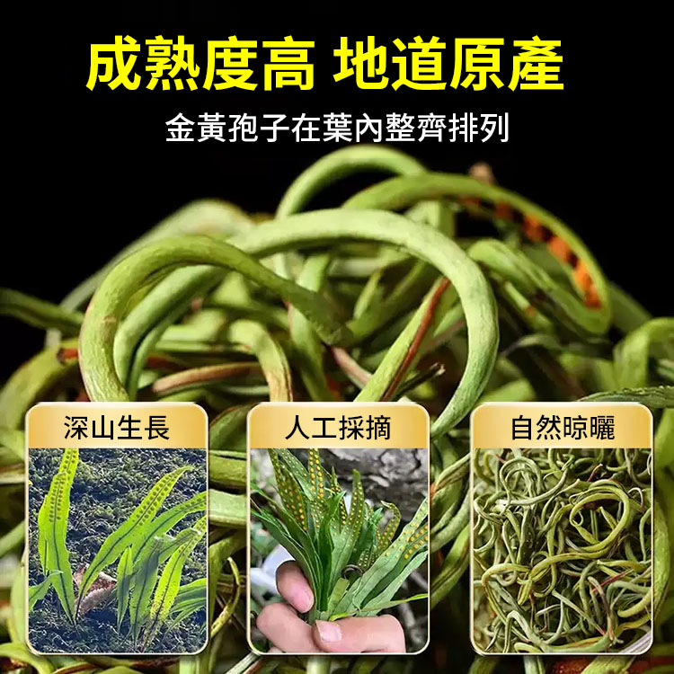 【真男人必備】天然野金草腎精茶