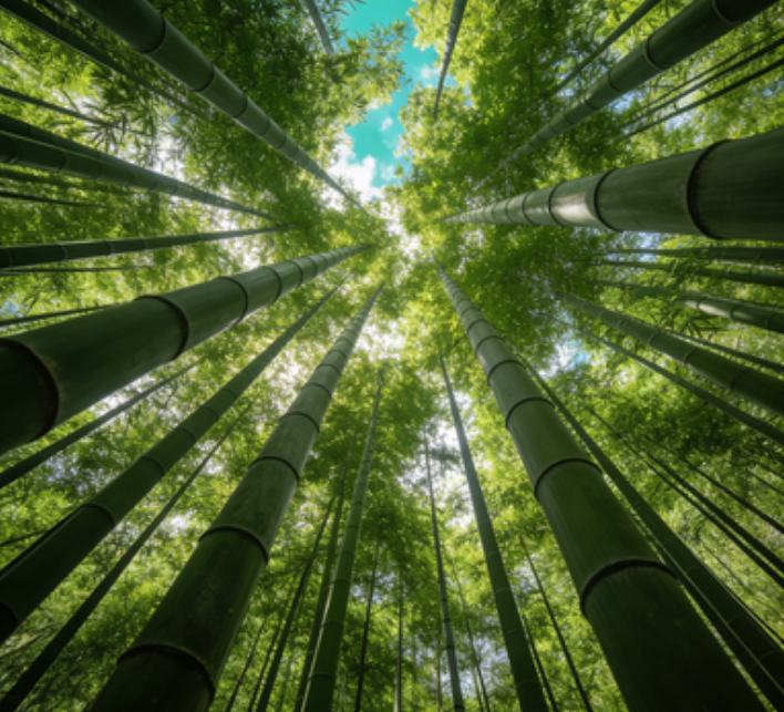 Cold-Resistant and Drought-Tolerant Green Bamboo Seeds for Air Purification