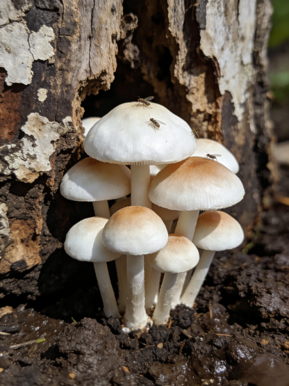 Authentic Termitomyces Mushroom Strain