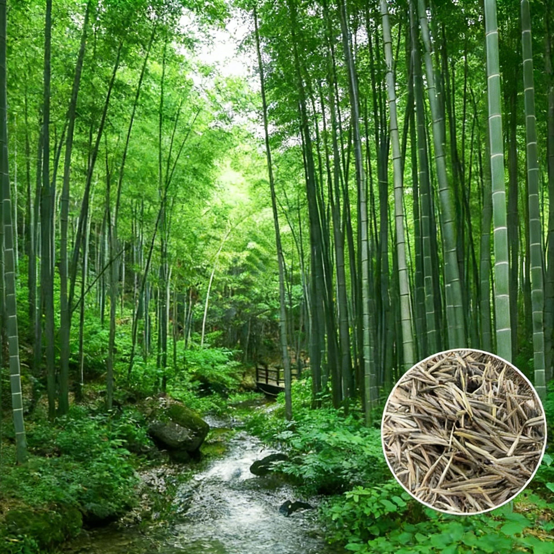 Cold-Resistant and Drought-Tolerant Green Bamboo Seeds for Air Purification