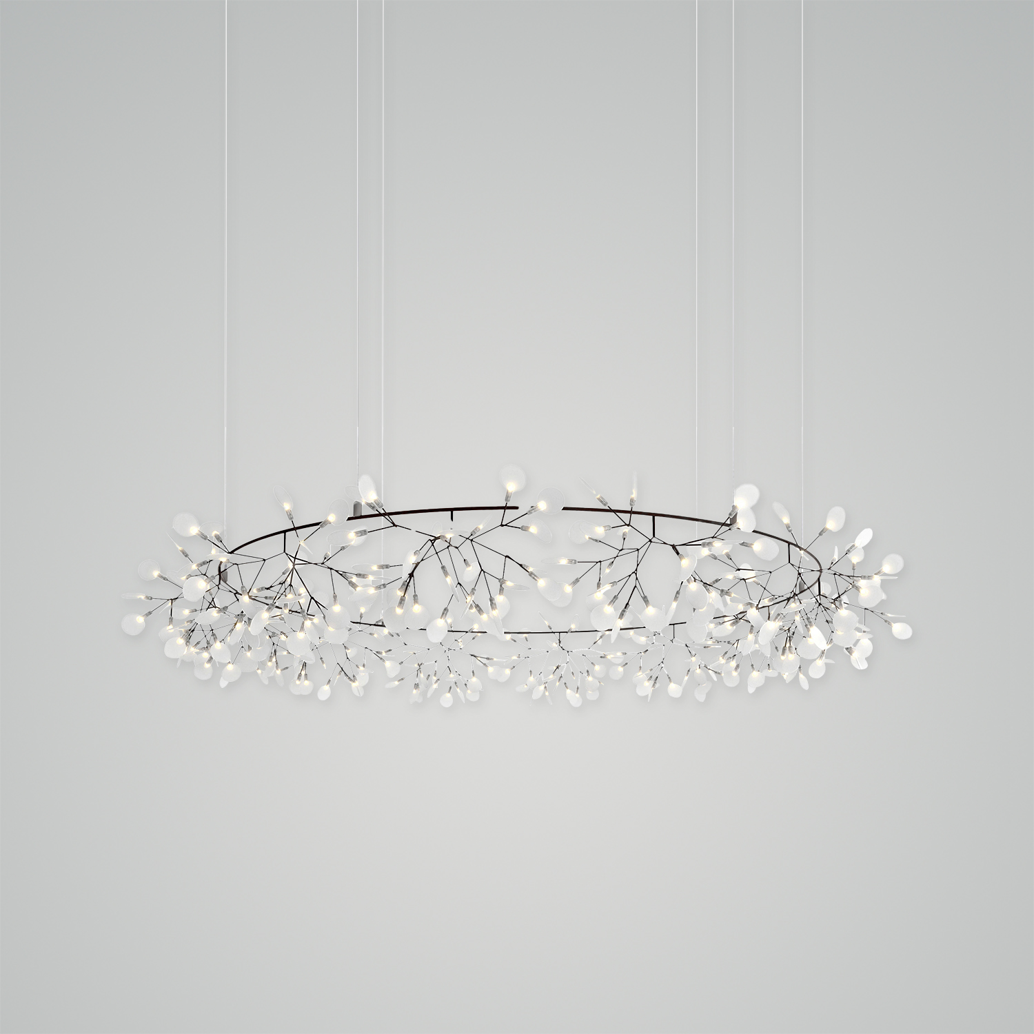 Heracleum III The Big O