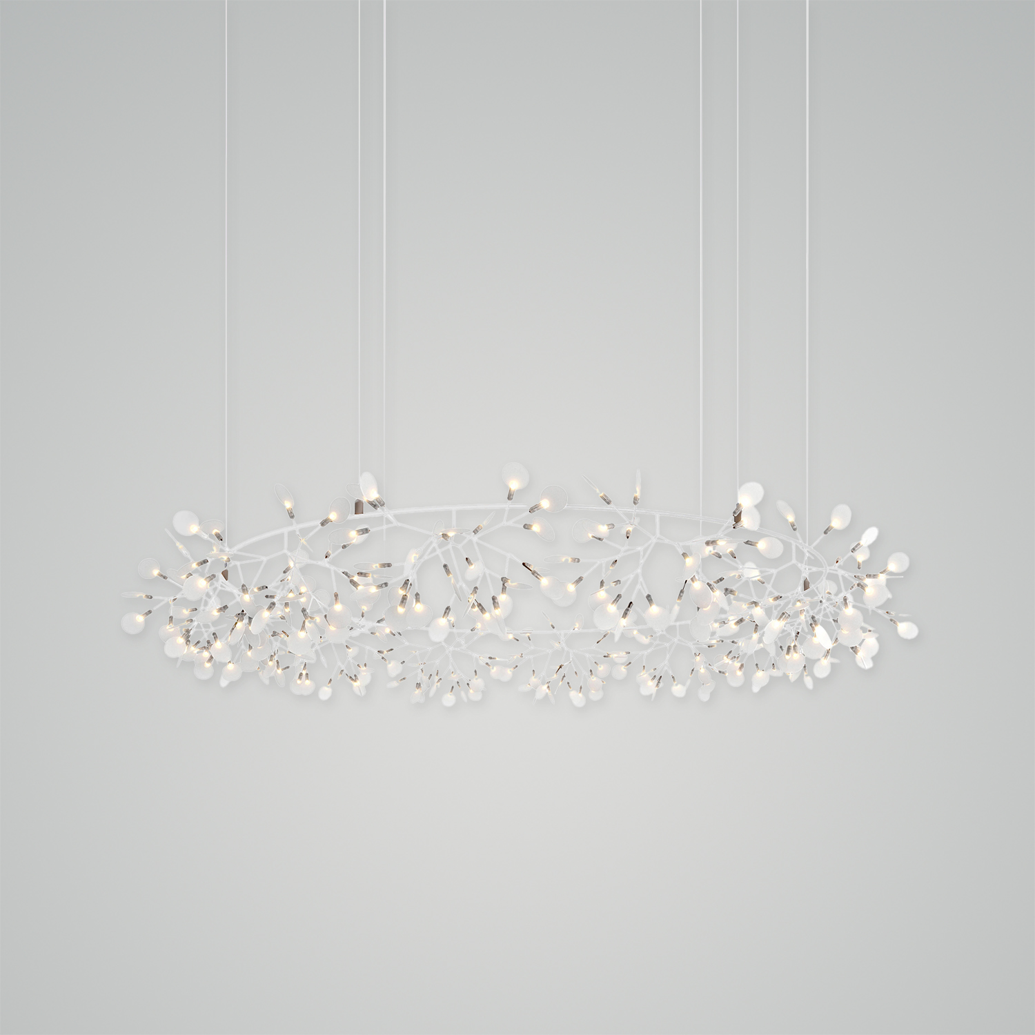 Heracleum III The Big O