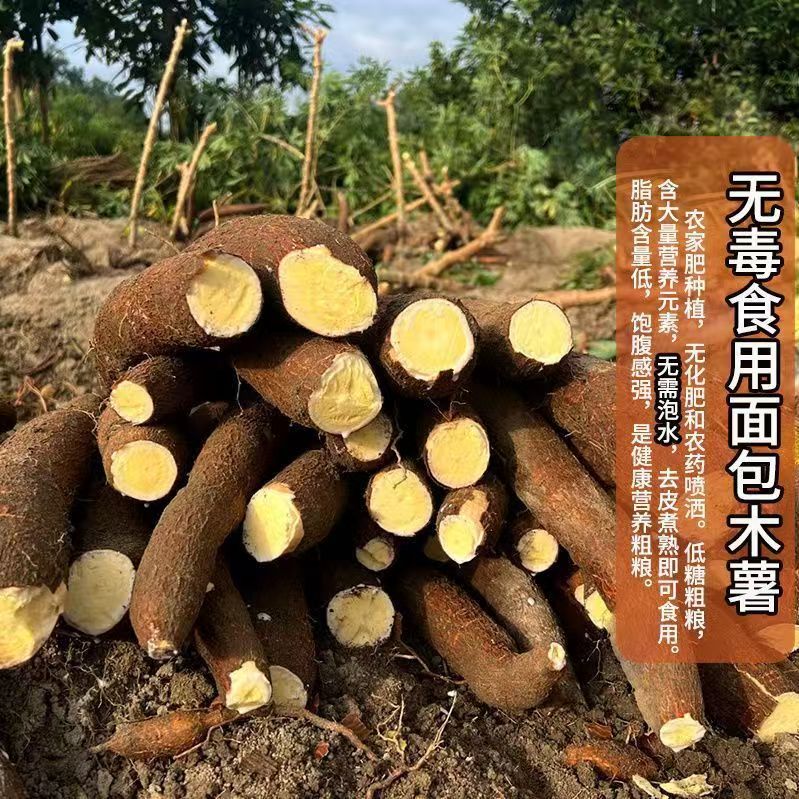 新鲜广东黄心木薯食用黄肉木薯真空包装5KG