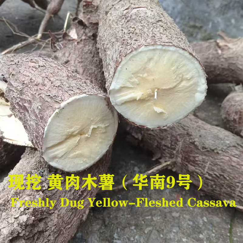 黄肉木薯黄心木薯华南9号食用水果木薯5KG