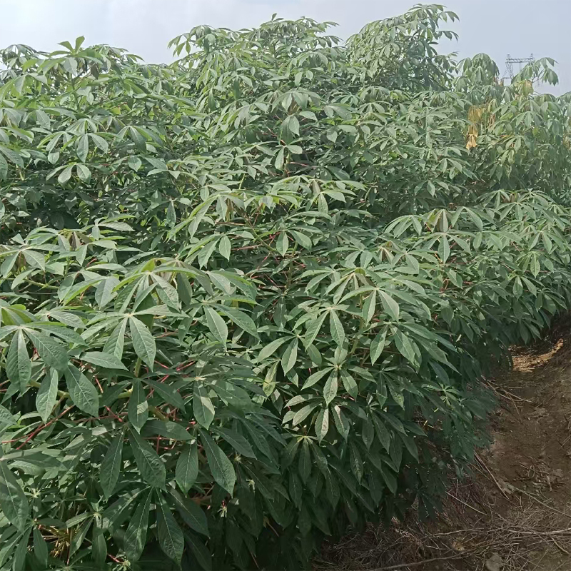 黄肉木薯黄心木薯华南9号食用水果木薯5KG