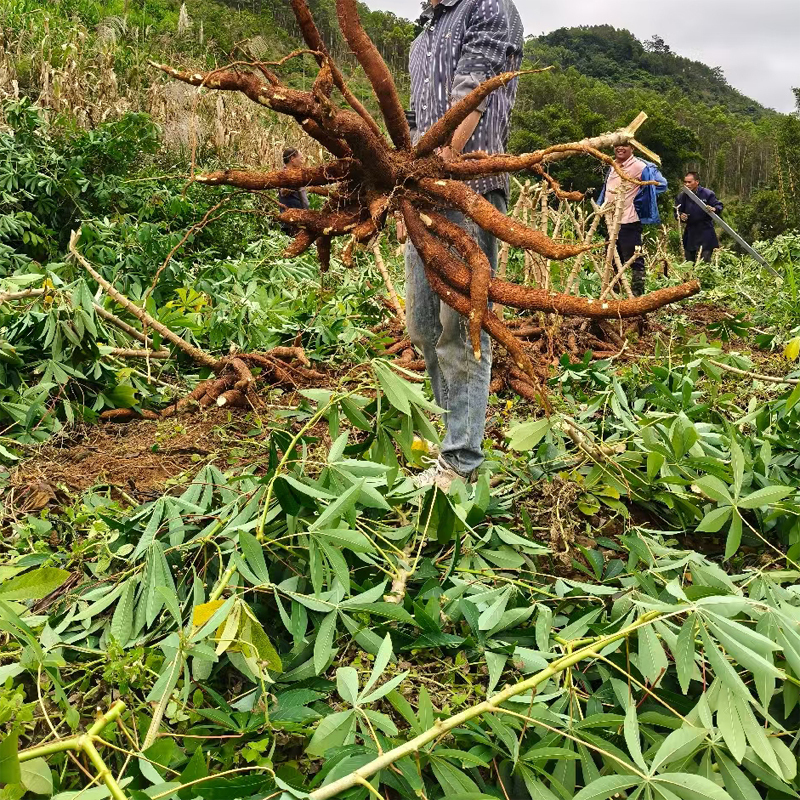 黄肉木薯黄心木薯华南9号食用水果木薯5KG