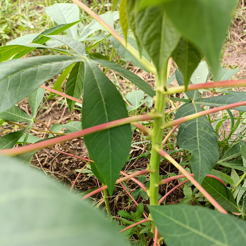 广东黄肉木薯食用黄心木薯5KG真空包装Yellow-Fleshed Cassava