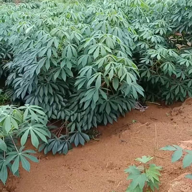 新鲜黄心木薯华南9号黄肉木薯适用糖水店甜品店点心店Yellow-fleshed cassava