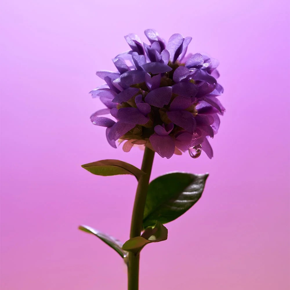 【台灣現貨】EQQUALBERRY 補骨脂酚豐盈精華液 30ml 延緩老化 收縮毛孔 保濕 強韌肌膚