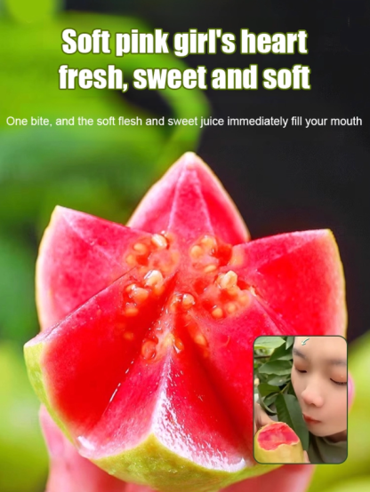 [Low fat, anti-three highs] Pearl guava seeds