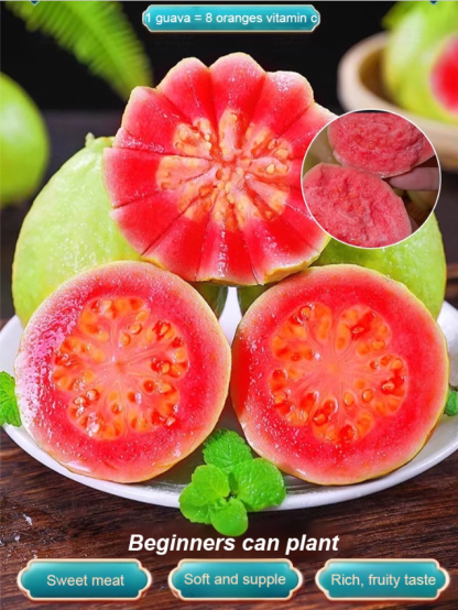 [Low fat, anti-three highs] Pearl guava seeds