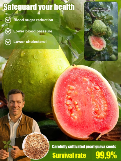 [Low fat, anti-three highs] Pearl guava seeds