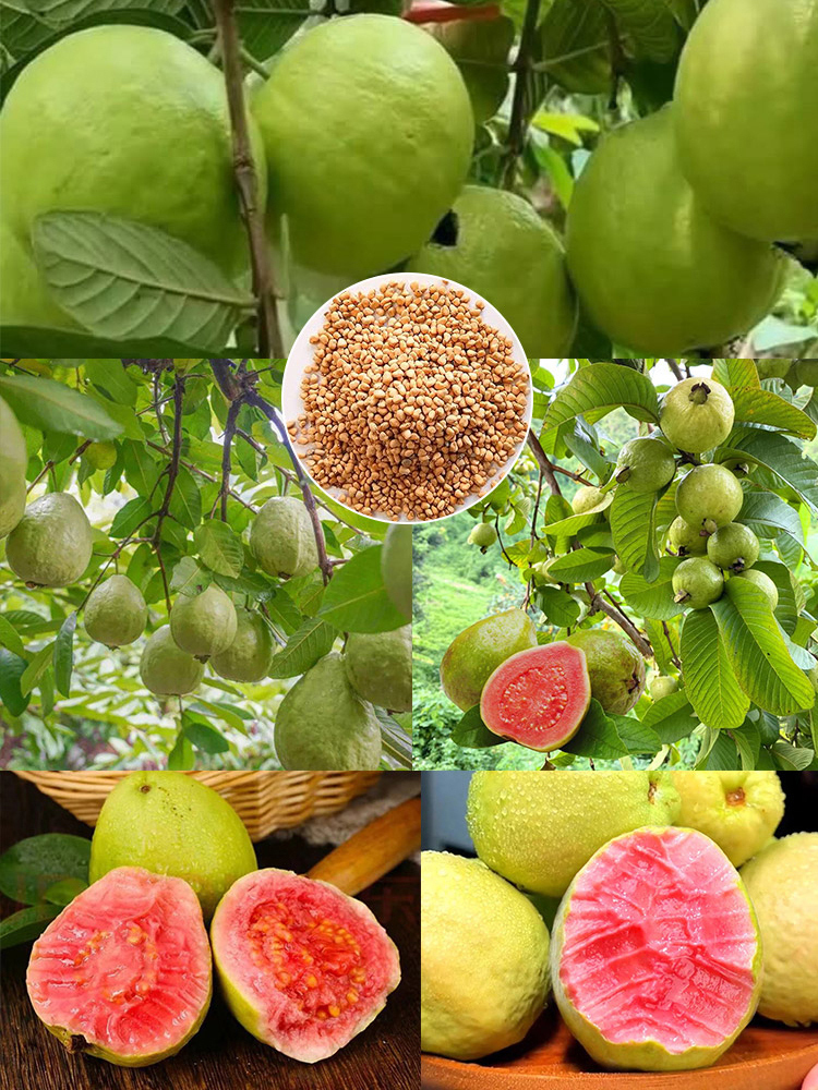 [Low fat, anti-three highs] Pearl guava seeds