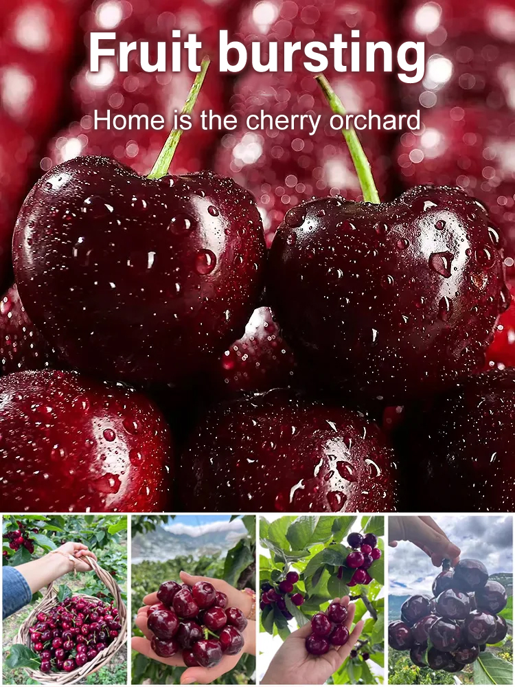 [A single one can bear] Chelsea Cherry Tree Seedling