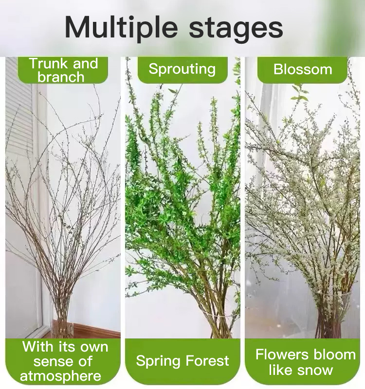 Water Blossom Dry Branch Snow Willow