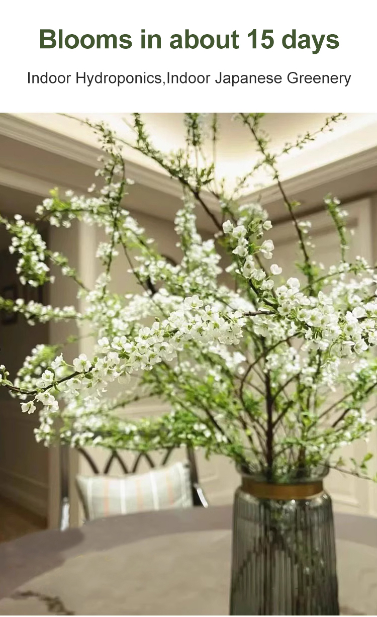 Water Blossom Dry Branch Snow Willow close-up