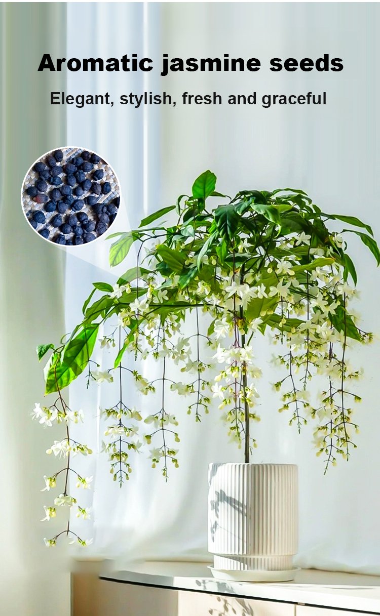 Richly Fragrant Weeping Jasmine Seeds